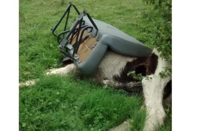 RSCPA Northamptonshire is appealing for help to rehome horses rescued from neglect.