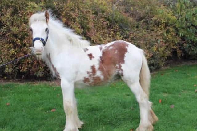 One Northamptonshire horse looking for a home is George.