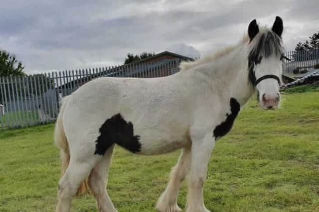 Hundreds of horses and ponies in the UK need a home.