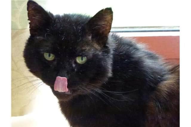Hector is such a silly old Hector (for those of you who remember Hectors House). He loves his food a lot! He likes company and a lap to sit on, all day if allowed. This lovely boy deserves a home full of love.