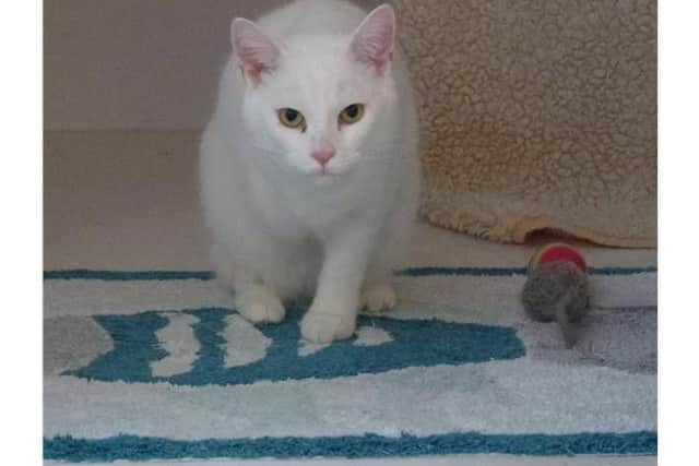 Hello my name is Pip and I only have three legs. I lost a front one when I was a kitten so I have never really missed it. I am very shy when I first meet you, but I am very gentle and loving once I know you.