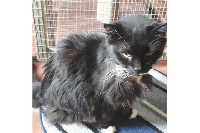 Nala came into care due to her owner's ill health so is now in need of a new home. She doesnt look her best at the moment as she has shaved fur on her throat where the vet operated to cure her over active thyroid condition.