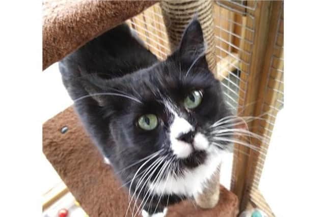 Rosie has returned to care as she has not settled well in a busy household with children. She loves to be stroked and have a chin rub, and will happily settle on your lap for a snooze.