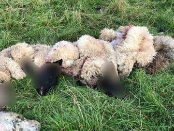 The remains of sheep killed and butchered in Whilton this summer. Photo: Northamptonshire Police
