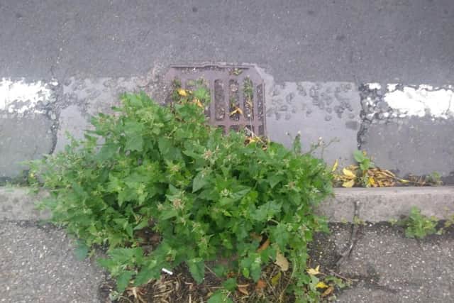 The state of one of the gullies on the A508 is so bad, tall weeds are growing out of it.