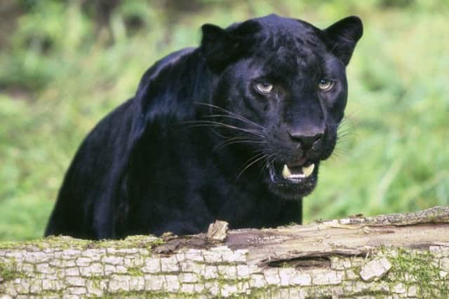 Black panther stock image