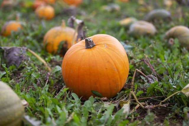More than 2,000 pumpkins have been planted in the field and are ready for picking this weekend. Credit: Kirsty Edmonds.