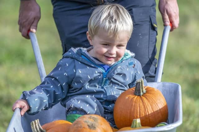 Little George is kick-starting the pumpkin-picking trend this week. Credit: Kirsty Edmonds.
