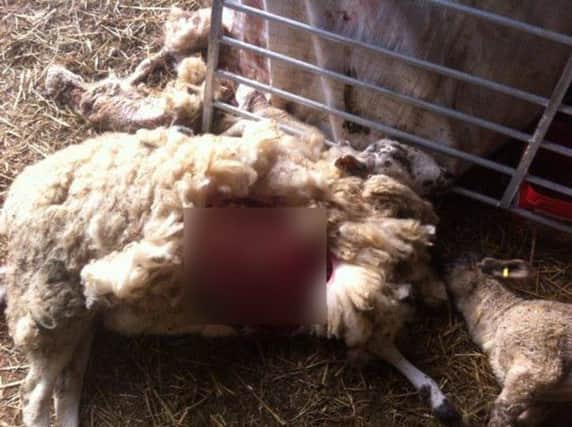 A sheep was killed and mutilated in a field near Nether Heyford