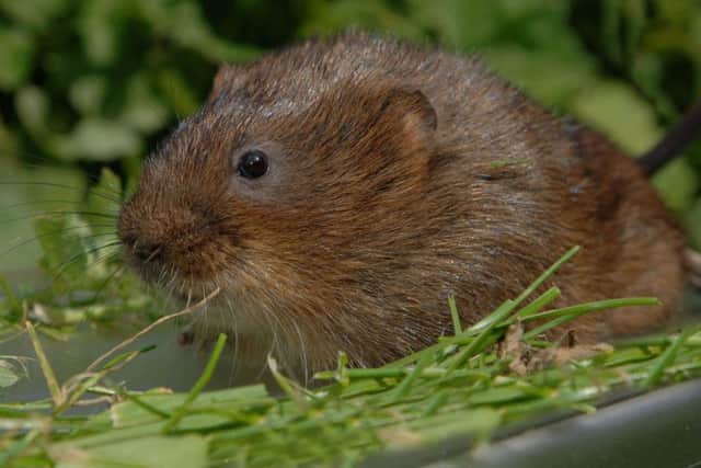 A water vole