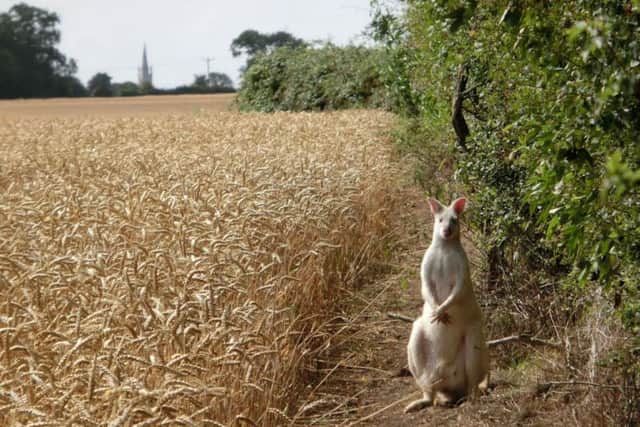 A rare white wallaby has been pictured in a field near Salcey Forest