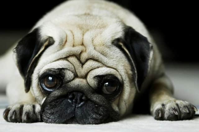 Warning over online pet auction sites