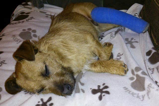 Pooch Rocky has been helped back to health following £900 of donations from concerned Facebook users. NFiEEpp9gOrqeJ3HchYw