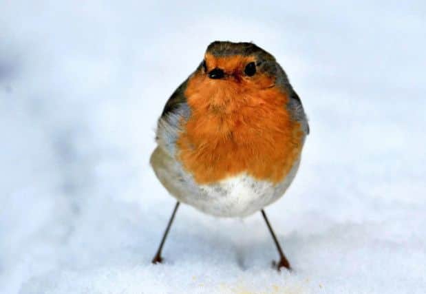 Odds have been slashed on a White Christmas. Photo: David Jones/PA Wire
