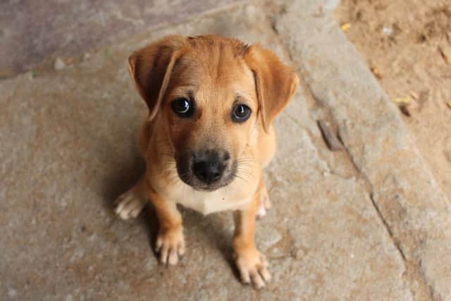 The unluckiest pet names