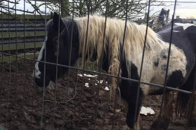 One of the horses in the field where another was found dead