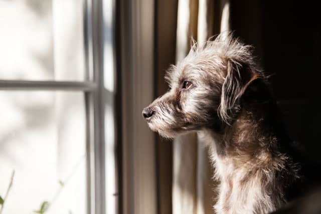 'One in four dogs suffer from loneliness'