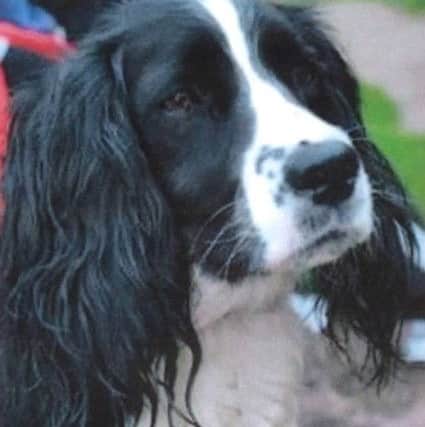 Bella has been found in Bristol