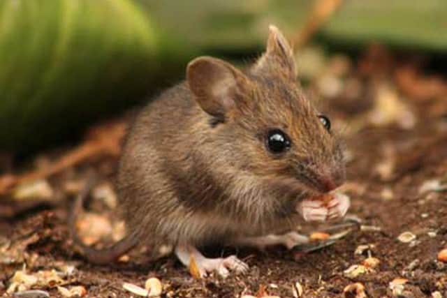 A TV viewer in Northampton claimed it was his mouse that watched programmes