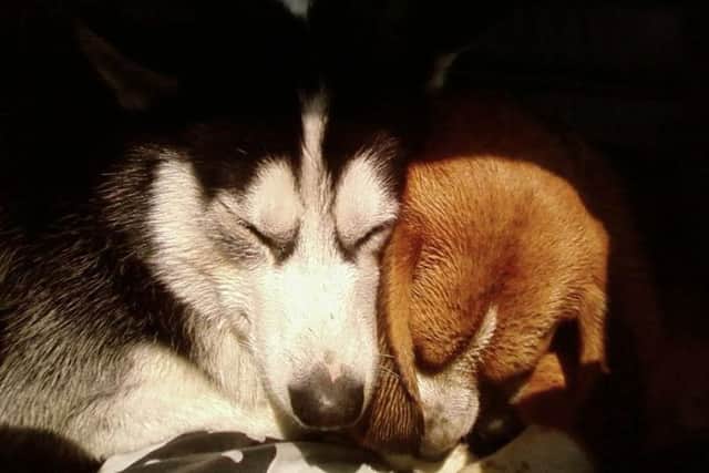 Max and Bailey