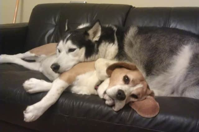 Max and Bailey