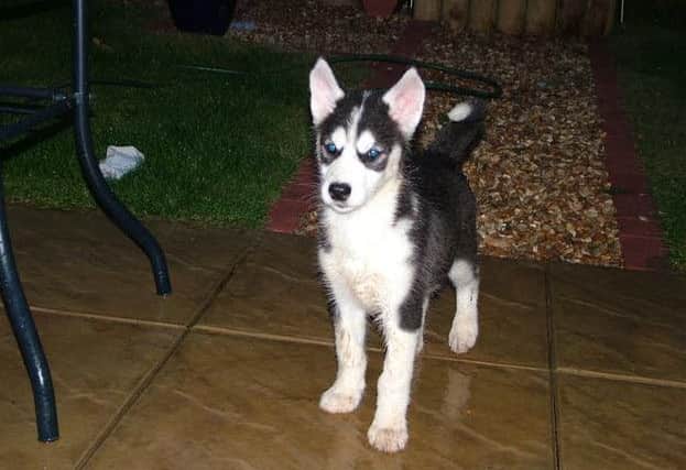 Max as a puppy