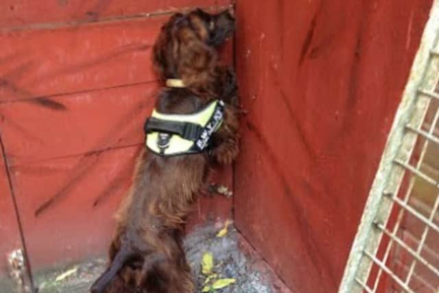 Specialist tobacco detection dog Yo-Yo found 300 packets of cigarettes and 40 pouches of hand-rolling tobacco concealed in a purpose-built hide in the back yard of the shop in Northampton