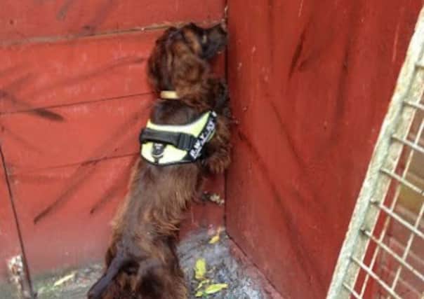 Specialist tobacco detection dog Yo-Yo found 300 packets of cigarettes and 40 pouches of hand-rolling tobacco concealed in a purpose-built hide in the back yard of the shop in Northampton