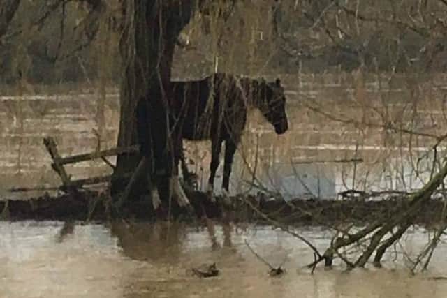 One of the stranded horses in Wellingborough's Embankment. L4-pmxaWWBbazJN1fvEi