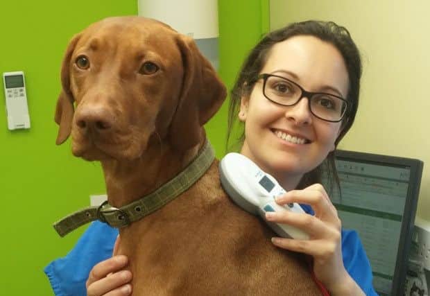Natasha Sangherra of White Cross Vets in Northampton scans Ruby for microchip
