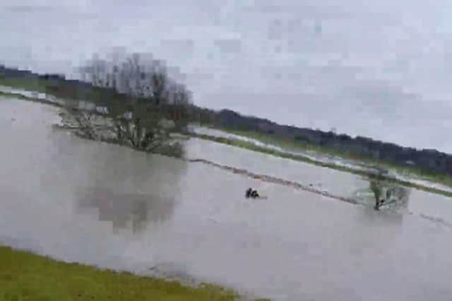 A still from this video taken by Chron reader Bobby Waters - shows a mystery dog walker believed to be called Richard - who waded in to shoulder high floods to help a stranded horse