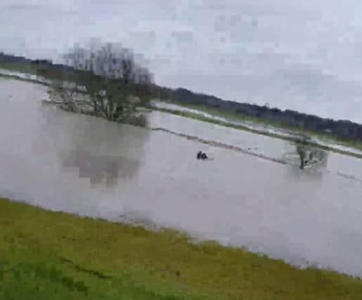 A still from this video taken by Chron reader Bobby Waters - shows a mystery dog walker believed to be called Richard - who waded in to shoulder high floods to help a stranded horse