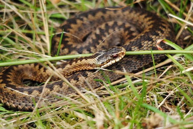 An adder (File picture)