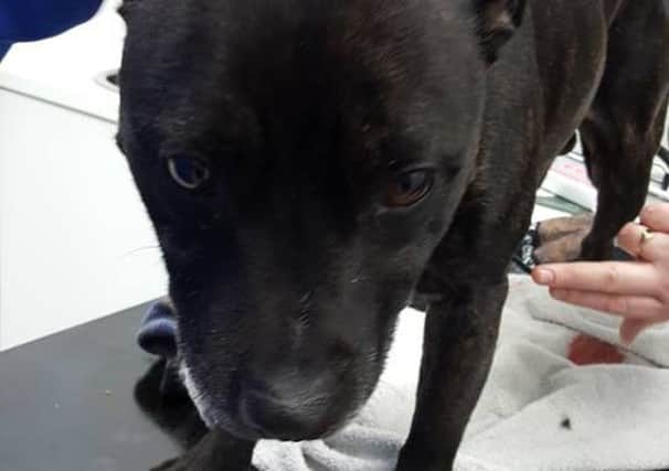 Khan the Staffordshire pit bull who suffered injuries after being bitten by a snake NNL-160317-112330001