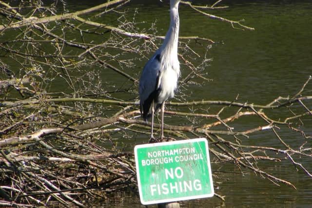 Abington Park Lake has fallen foul of poachers in recent weeks - now the angling club based there wants to put a stop to it.