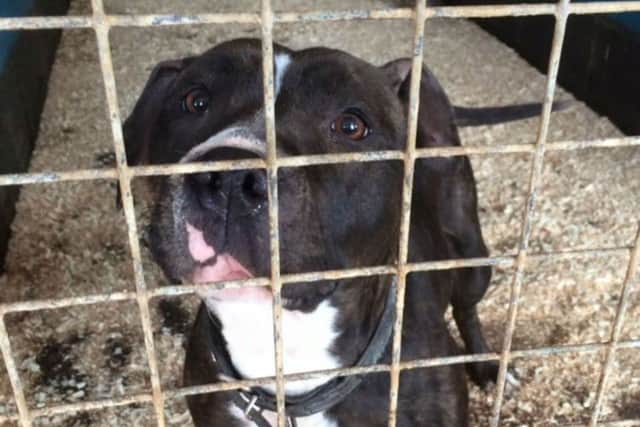 Princess, a Staffordshire Bull Terrier was found tied to fence amongst some brambles in Northampton