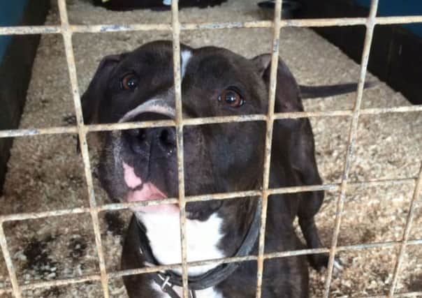 Princess, a Staffordshire Bull Terrier was found tied to fence amongst some brambles in Northampton