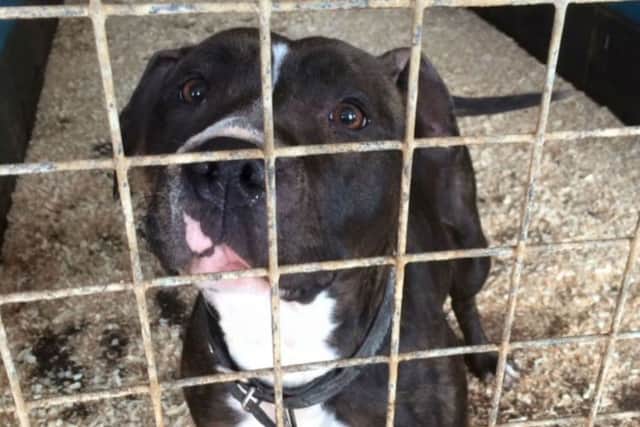 Princess, a Staffordshire Bull Terrier was found tied to fence amongst some brambles in Northampton