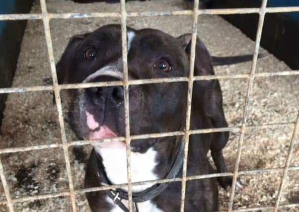 Princess, a Staffordshire Bull Terrier was found tied to fence amongst some brambles in Northampton