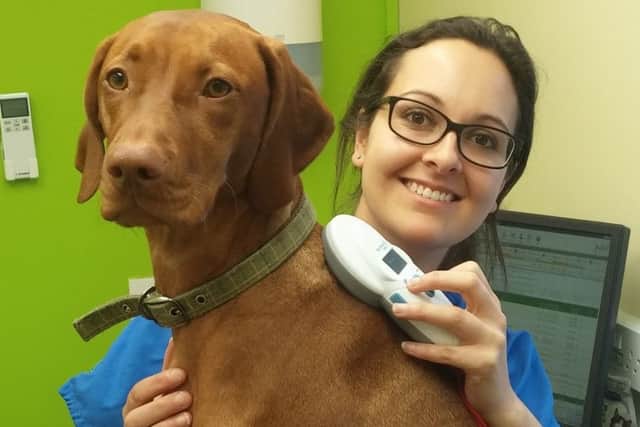 Natasha Sangherra scans Ruby for microchip NNL-160504-114355001