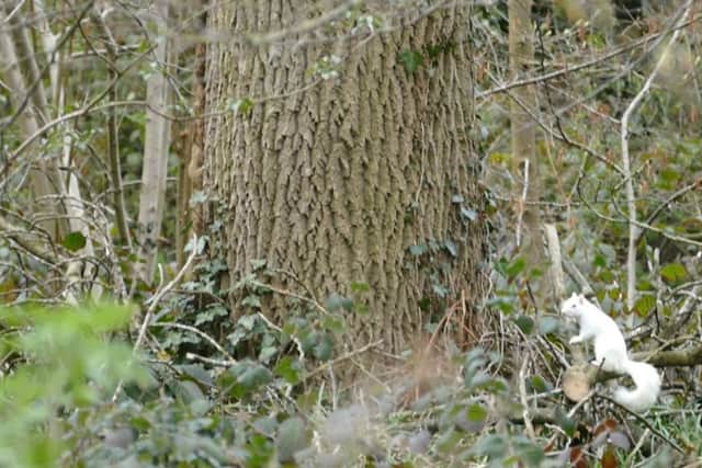 A rare albino squirrel has been spotted in Berrywood in Northampton