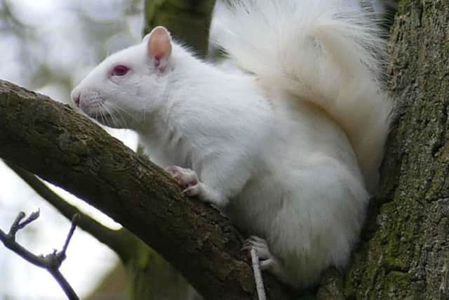 A rare albino squirrel has been spotted in Berrywood in Northampton