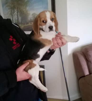 Beagle puppy Chloe who was recovered by Trading Standards officers in Northamptonshire