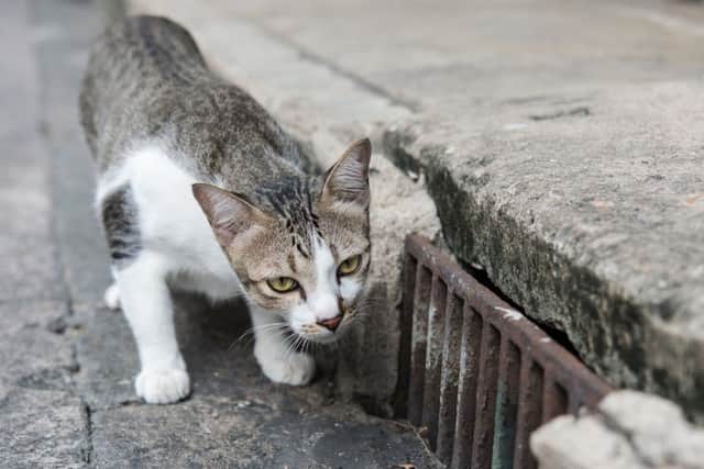 Call to microchip cats just like dogs