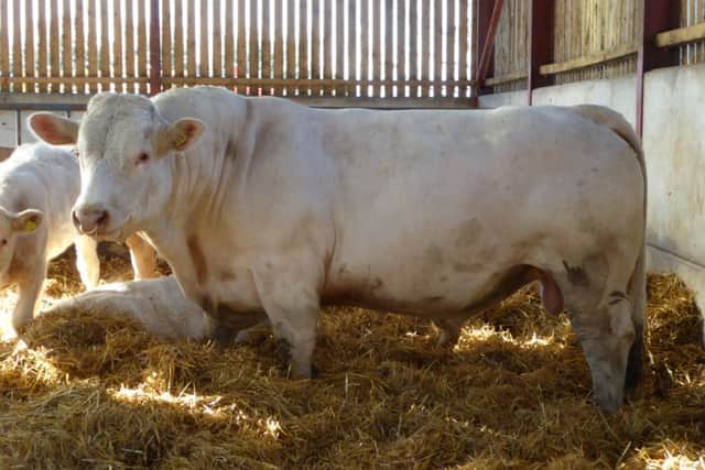Charolais bull. Picture copyright Heather Jan Brunt