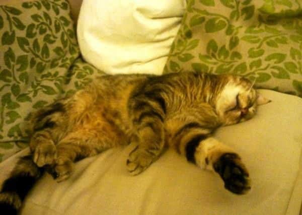 Mellow, who ate anti-freeze in Corby and died.