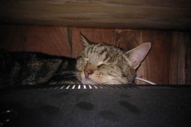 Nine-year-old Tabby Mellow, who ingested anti-freeze in Corby NNL-161205-110638001