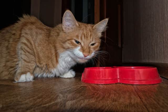 Cat food recalled. Photo: Shutterstock