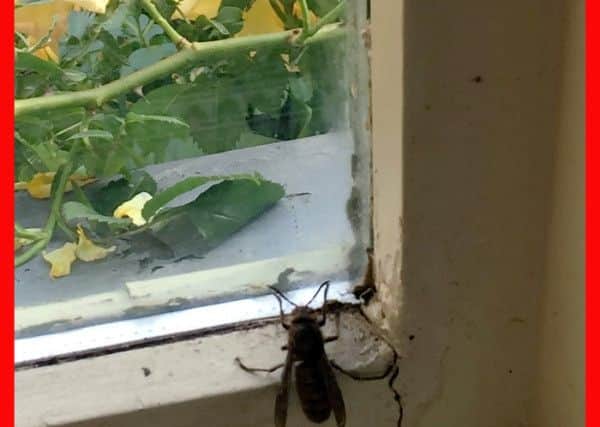 A woman has claimed she spotted an exotic hornet that dissolves flesh and kills with a single bite. Photo: SWNS