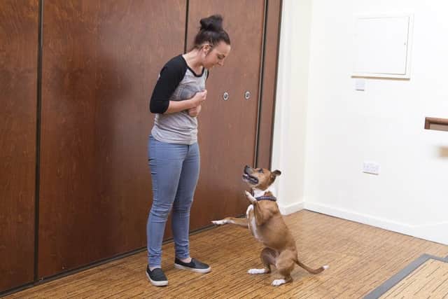 Auditions taking place at Royal & Derngate as the theatre looks for local dogs to play the role of Bullseye in its forthcoming Youth Theatre and Young Company production of Oliver!
